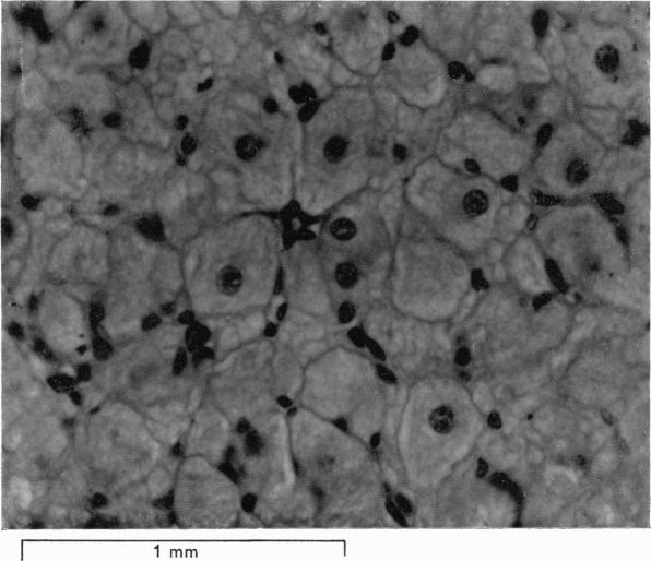 https://cdn.ncbi.nlm.nih.gov/pmc/blobs/206f/1363285/3817914b7fad/jphysiol01286-0191-a.jpg