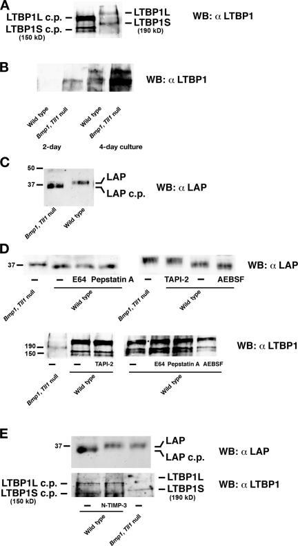 https://cdn.ncbi.nlm.nih.gov/pmc/blobs/2073/2064503/b9edb82469fa/jcb1750111f02.jpg