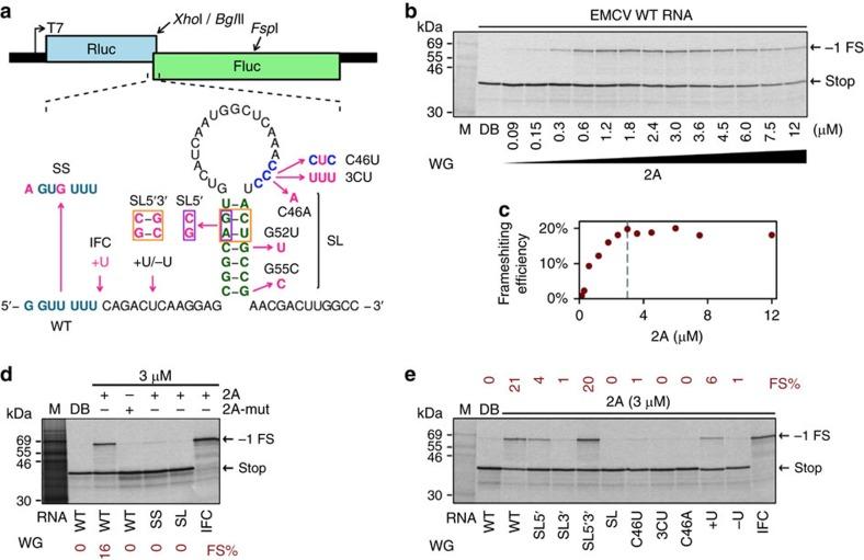 https://cdn.ncbi.nlm.nih.gov/pmc/blobs/2074/5472766/4034d035474c/ncomms15582-f5.jpg