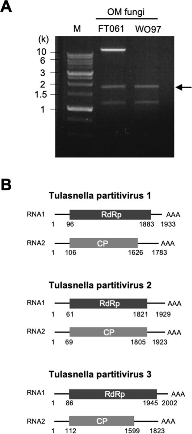 https://cdn.ncbi.nlm.nih.gov/pmc/blobs/2074/9098641/d44426ac3a38/41598_2022_11403_Fig1_HTML.jpg