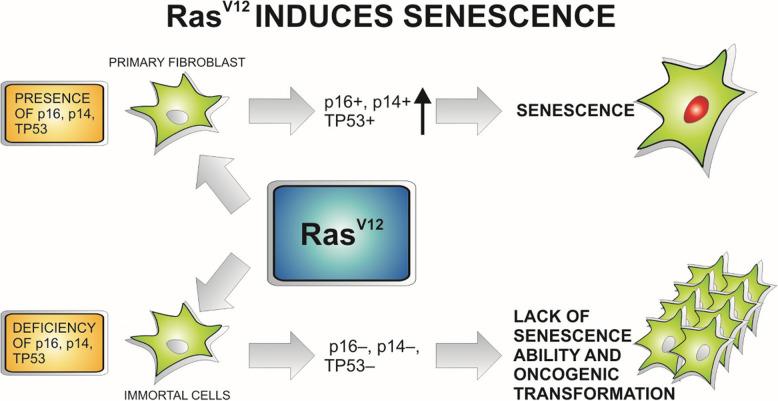 https://cdn.ncbi.nlm.nih.gov/pmc/blobs/2076/12211582/bd6a2fa443c5/12885_2025_14033_Fig2_HTML.jpg