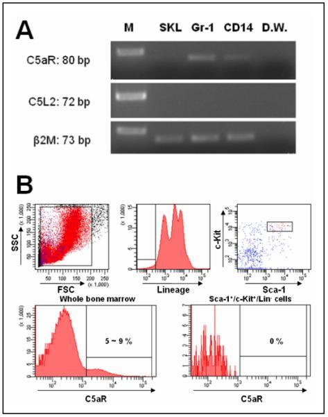 https://cdn.ncbi.nlm.nih.gov/pmc/blobs/2076/2777742/ce73711474b9/nihms-130660-f0004.jpg