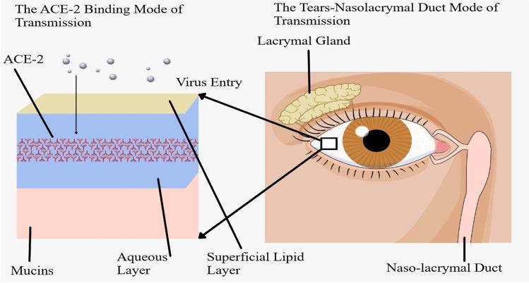 https://cdn.ncbi.nlm.nih.gov/pmc/blobs/2076/9803899/cb3a9ec3386b/417_2022_5954_Fig2_HTML.jpg