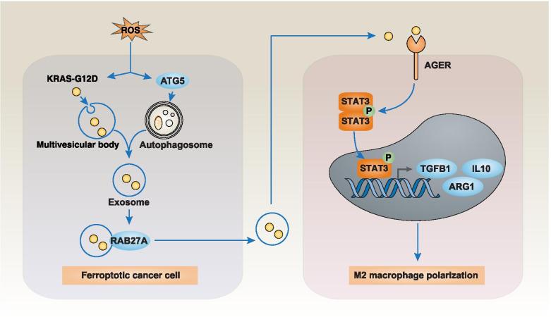 https://cdn.ncbi.nlm.nih.gov/pmc/blobs/207a/8489073/b97f8007070e/12943_2021_1422_Fig4_HTML.jpg