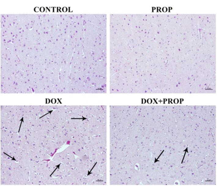 https://cdn.ncbi.nlm.nih.gov/pmc/blobs/207e/12014397/fe742d7dc95c/FSN3-13-e70194-g005.jpg