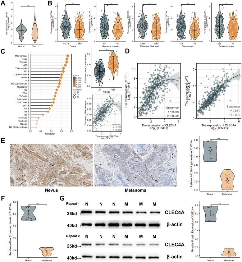 https://cdn.ncbi.nlm.nih.gov/pmc/blobs/2081/12213886/9cbd16a12c1f/fimmu-16-1566432-g011.jpg