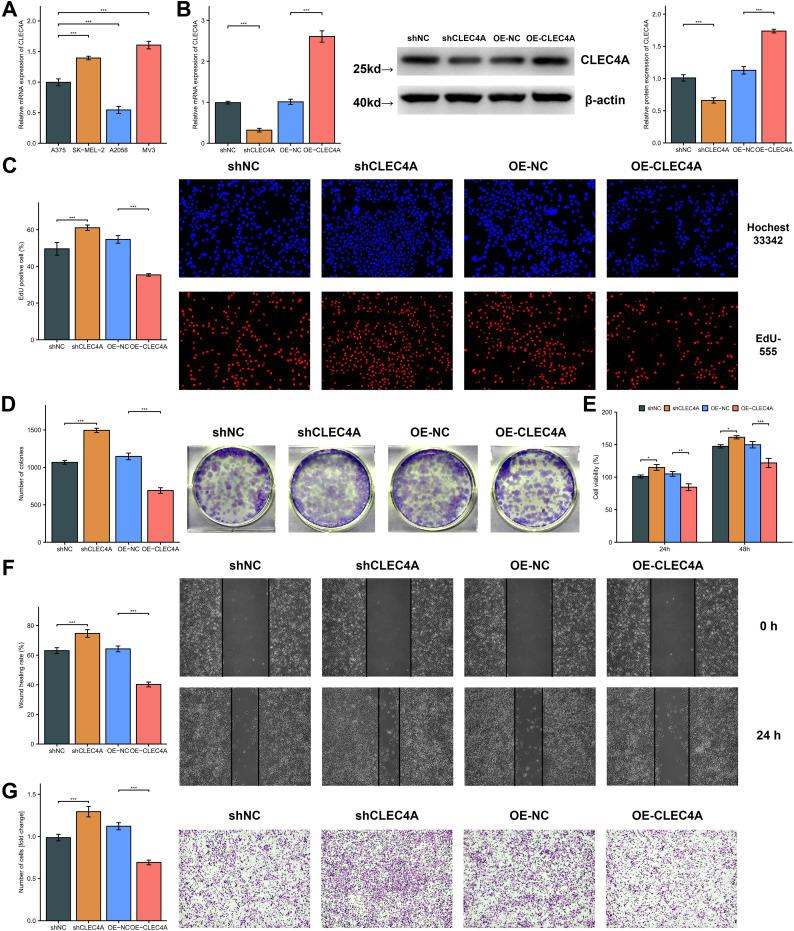 https://cdn.ncbi.nlm.nih.gov/pmc/blobs/2081/12213886/9f47e6518983/fimmu-16-1566432-g012.jpg