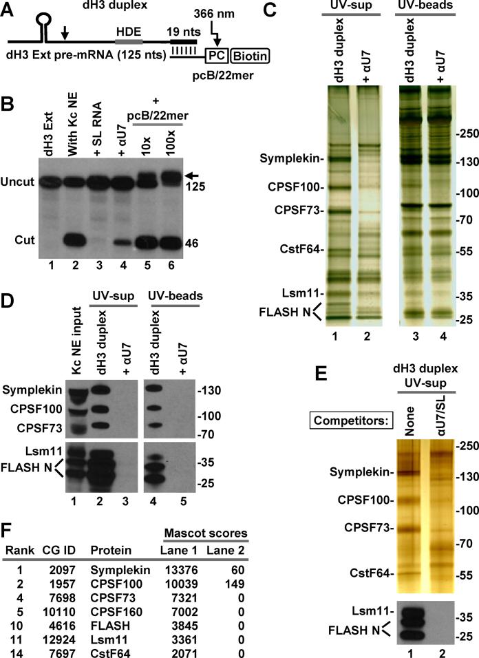 https://cdn.ncbi.nlm.nih.gov/pmc/blobs/2085/5961079/89d9126375f7/gky133fig4.jpg