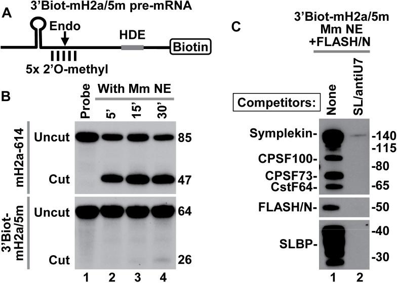 https://cdn.ncbi.nlm.nih.gov/pmc/blobs/2085/5961079/c8b40e907658/gky133fig1.jpg
