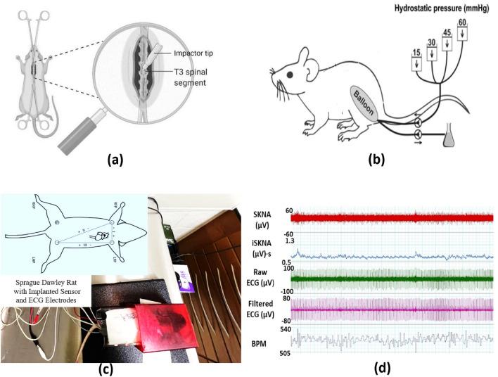 https://cdn.ncbi.nlm.nih.gov/pmc/blobs/2088/10858945/88436866ef74/41598_2024_53718_Fig1_HTML.jpg