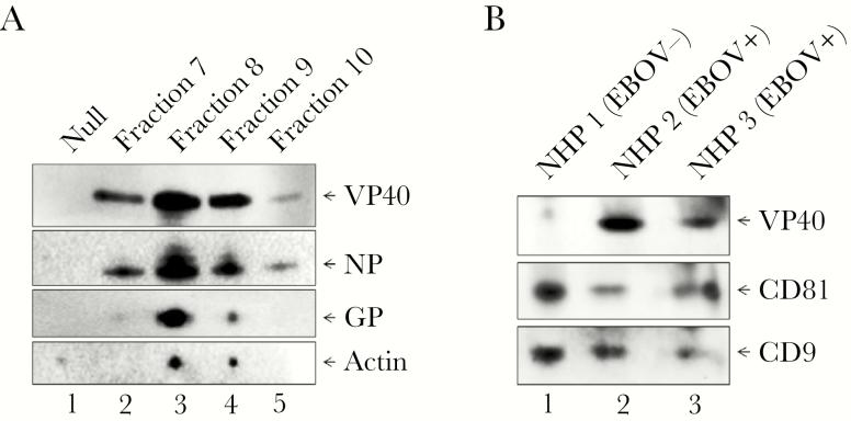 https://cdn.ncbi.nlm.nih.gov/pmc/blobs/208c/6249571/c119bb223784/jiy47207.jpg