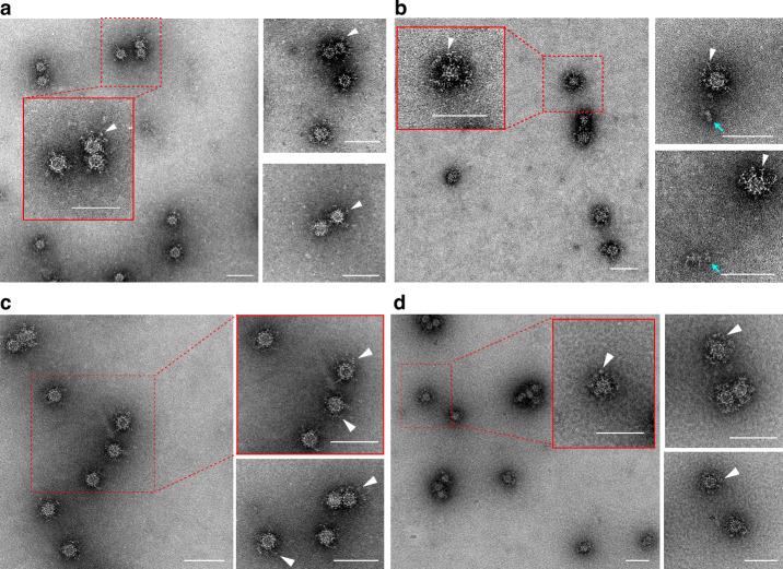 https://cdn.ncbi.nlm.nih.gov/pmc/blobs/208e/12307638/f7347b88ae97/44298_2025_142_Fig3_HTML.jpg