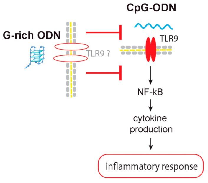 https://cdn.ncbi.nlm.nih.gov/pmc/blobs/208e/7072695/ce45478b7d7f/biomolecules-10-00249-sch001.jpg