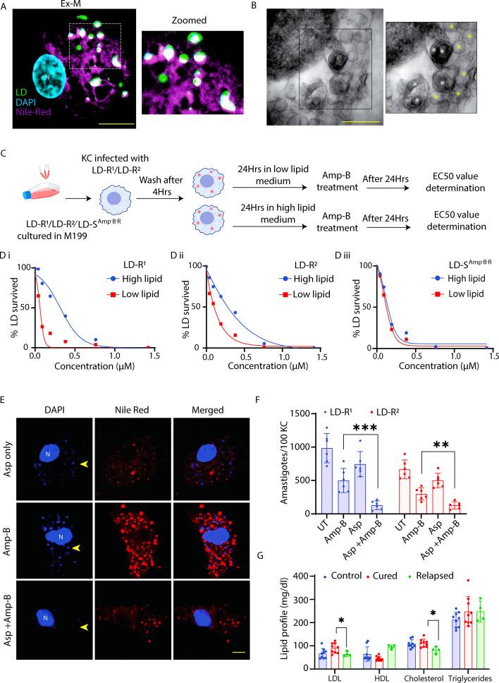https://cdn.ncbi.nlm.nih.gov/pmc/blobs/2092/12113272/337678bd6357/elife-102857-fig8.jpg