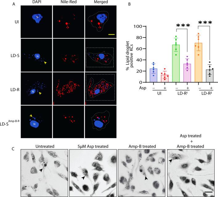 https://cdn.ncbi.nlm.nih.gov/pmc/blobs/2092/12113272/47883bcb85a0/elife-102857-fig8-figsupp1.jpg