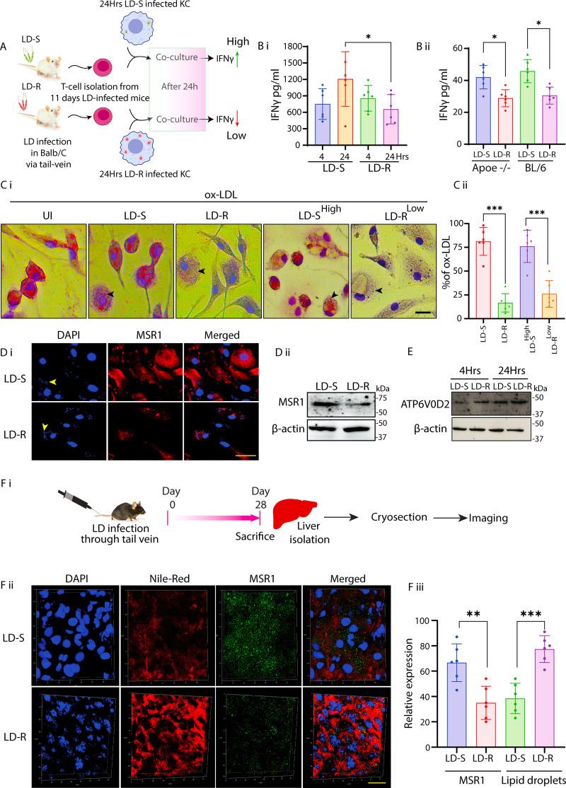 https://cdn.ncbi.nlm.nih.gov/pmc/blobs/2092/12113272/54e650673966/elife-102857-fig7.jpg
