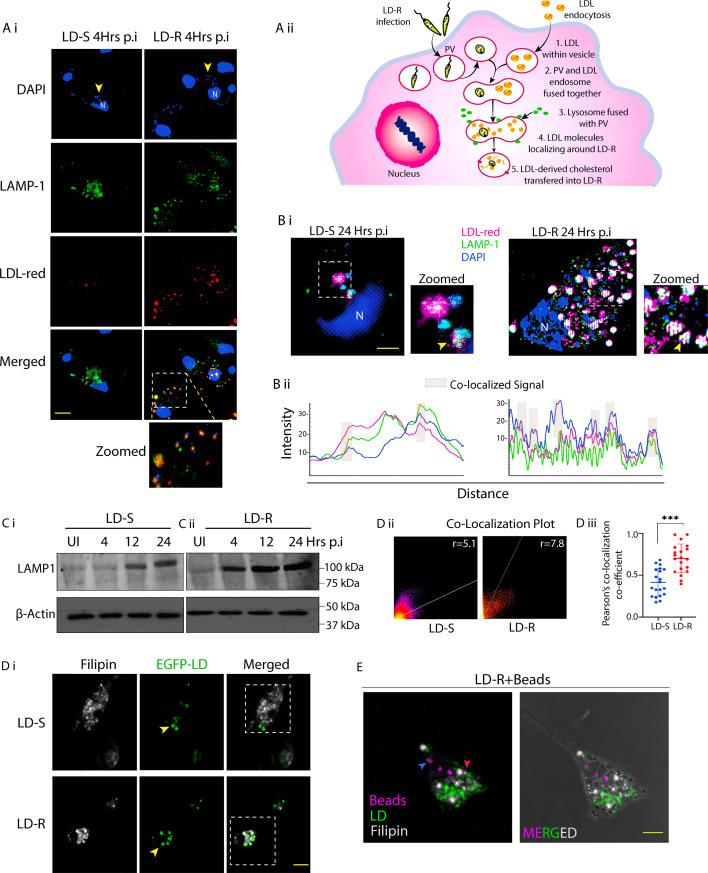 https://cdn.ncbi.nlm.nih.gov/pmc/blobs/2092/12113272/656a7e3e58b4/elife-102857-fig5.jpg