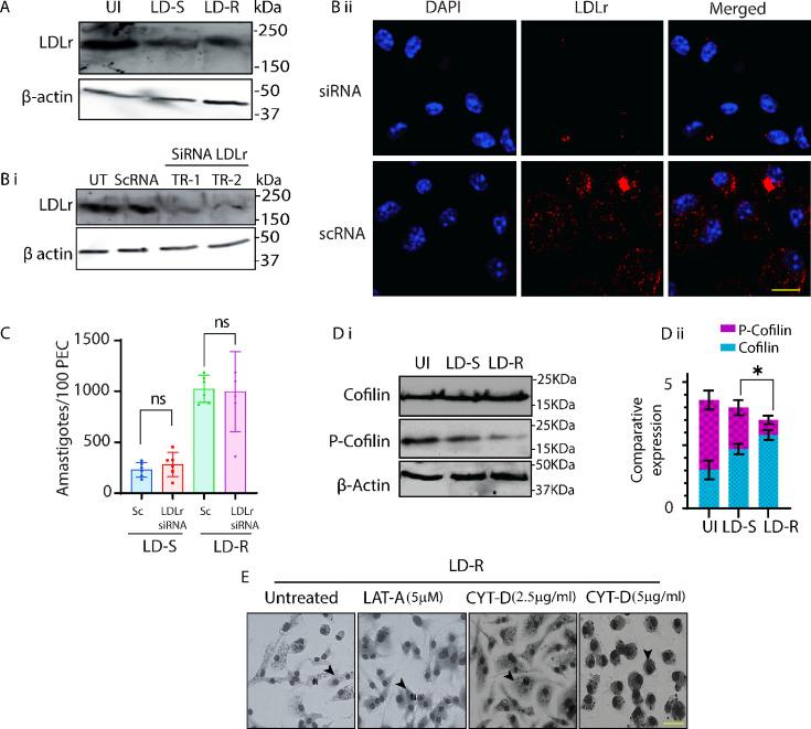 https://cdn.ncbi.nlm.nih.gov/pmc/blobs/2092/12113272/cd2752b1e55f/elife-102857-fig4-figsupp1.jpg