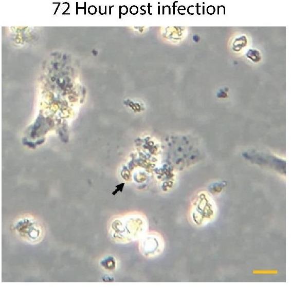 https://cdn.ncbi.nlm.nih.gov/pmc/blobs/2092/12113272/e609a3f49bf8/elife-102857-sa2-fig1.jpg