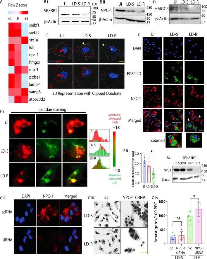 https://cdn.ncbi.nlm.nih.gov/pmc/blobs/2092/12113272/f8dd38944194/elife-102857-fig6.jpg