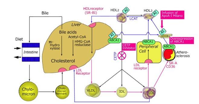 https://cdn.ncbi.nlm.nih.gov/pmc/blobs/2092/4255097/e5003a978503/molcell-37-11-777f2.jpg