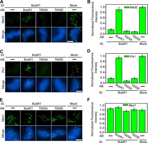 https://cdn.ncbi.nlm.nih.gov/pmc/blobs/2094/2080899/03ed11a70c28/jcb1790611f03.jpg