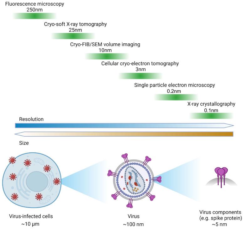 https://cdn.ncbi.nlm.nih.gov/pmc/blobs/2099/11437419/a7edf9f105e9/viruses-16-01504-g001.jpg