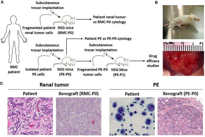 https://cdn.ncbi.nlm.nih.gov/pmc/blobs/2099/8032976/0d5c2a373b13/fonc-11-648097-g002.jpg