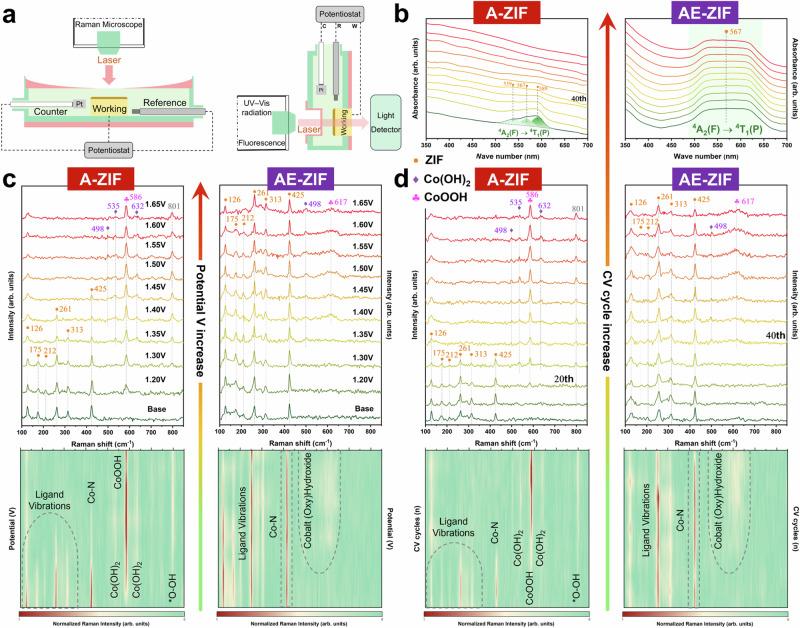 https://cdn.ncbi.nlm.nih.gov/pmc/blobs/209b/11526130/69a47b5b3b78/41467_2024_53385_Fig5_HTML.jpg