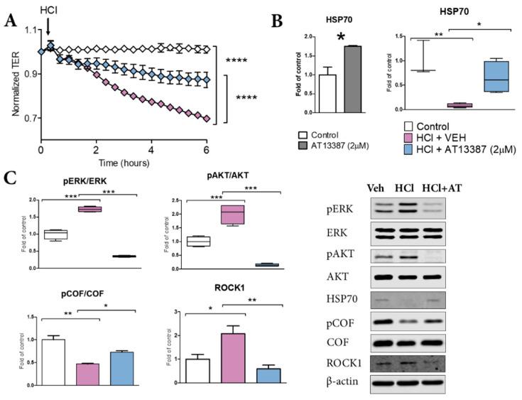 https://cdn.ncbi.nlm.nih.gov/pmc/blobs/20a0/8946990/f26bf1a5c590/cells-11-01046-g005.jpg