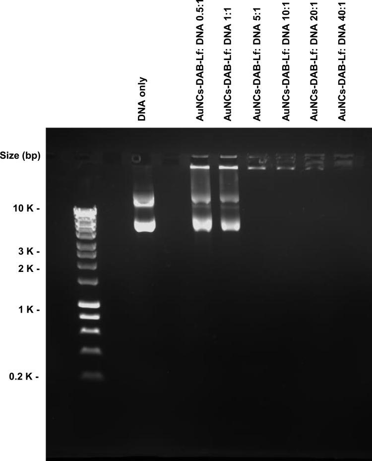 https://cdn.ncbi.nlm.nih.gov/pmc/blobs/20a0/8968073/5e5e0660fb3b/IJN-17-1409-g0003.jpg