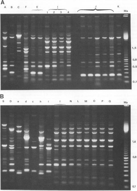 https://cdn.ncbi.nlm.nih.gov/pmc/blobs/20a1/263092/5635cf8aef04/jcm00003-0031-a.jpg
