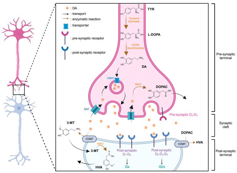 https://cdn.ncbi.nlm.nih.gov/pmc/blobs/20a4/10818480/f0b9d6d8de10/molecules-29-00496-g002.jpg