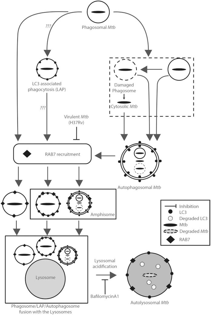 https://cdn.ncbi.nlm.nih.gov/pmc/blobs/20a4/4635374/dd036105fe8a/srep16320-f5.jpg