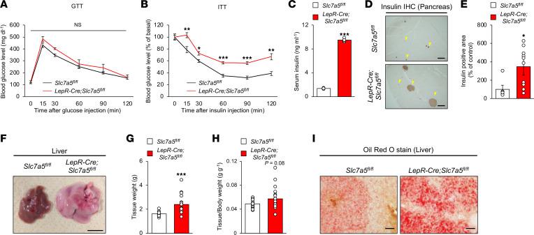 https://cdn.ncbi.nlm.nih.gov/pmc/blobs/20a9/10132163/1cb25119418d/jciinsight-8-154925-g065.jpg