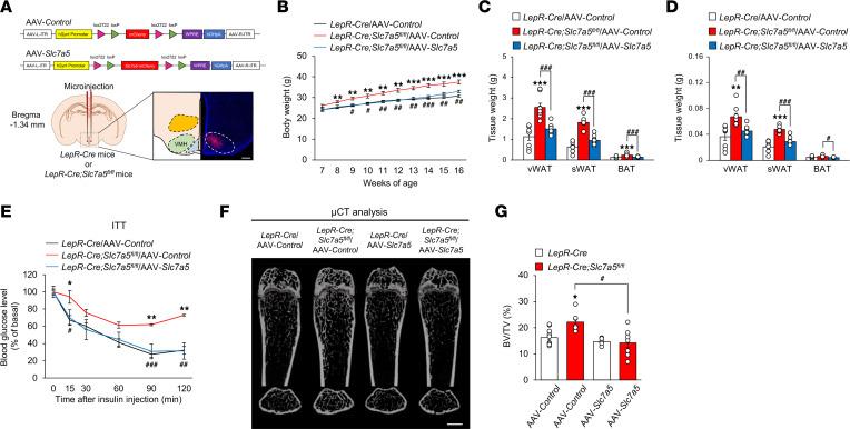 https://cdn.ncbi.nlm.nih.gov/pmc/blobs/20a9/10132163/ba56b5f70e89/jciinsight-8-154925-g069.jpg