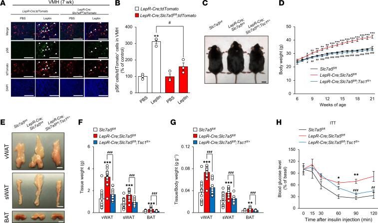 https://cdn.ncbi.nlm.nih.gov/pmc/blobs/20a9/10132163/d6abea857b8d/jciinsight-8-154925-g070.jpg