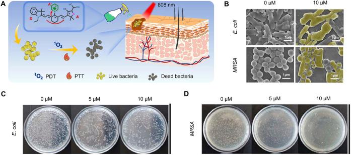 https://cdn.ncbi.nlm.nih.gov/pmc/blobs/20b1/11652144/7d975bc90ea2/fphar-15-1513850-g005.jpg