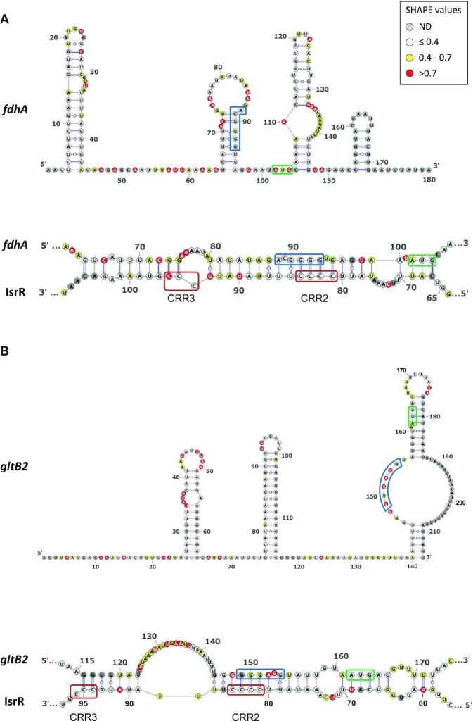https://cdn.ncbi.nlm.nih.gov/pmc/blobs/20b2/9410917/811a2b07fc9b/gkac648fig6.jpg