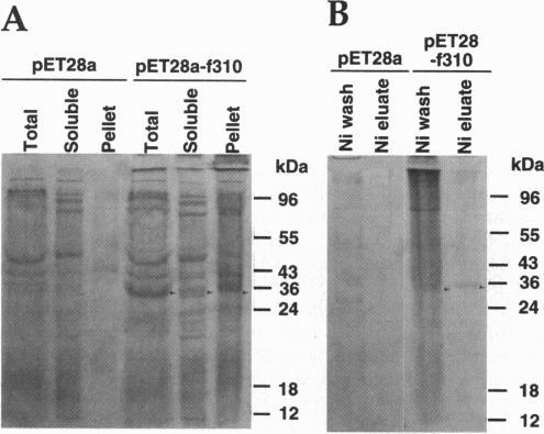 https://cdn.ncbi.nlm.nih.gov/pmc/blobs/20b4/38100/20c951c4a82d/pnas01525-0309-a.jpg