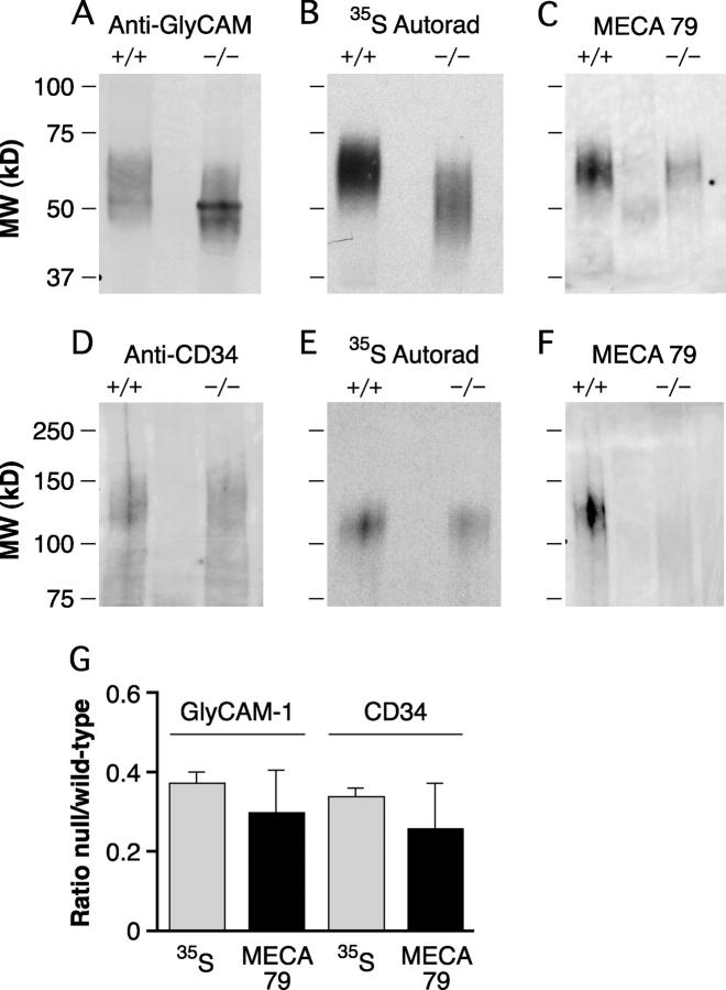 https://cdn.ncbi.nlm.nih.gov/pmc/blobs/20b6/2194250/705588c40856/20030057f5.jpg