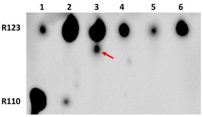 https://cdn.ncbi.nlm.nih.gov/pmc/blobs/20b7/8745654/efb4a4acb2d3/ijms-23-00482-g005.jpg