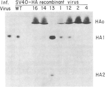 https://cdn.ncbi.nlm.nih.gov/pmc/blobs/20b8/279540/97f4d172e1dd/pnas00254-0035-a.jpg