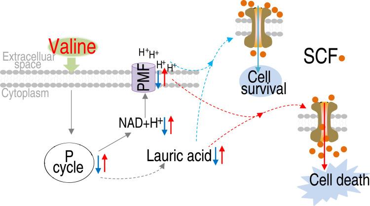 https://cdn.ncbi.nlm.nih.gov/pmc/blobs/20b9/11748551/af3221e44d31/msystems.01244-24.f008.jpg