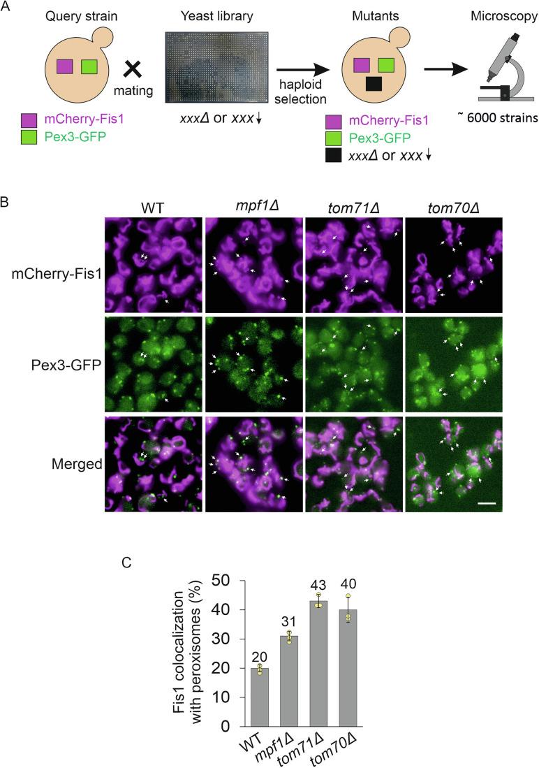 https://cdn.ncbi.nlm.nih.gov/pmc/blobs/20bb/12116889/0e1cdd13b120/44319_2025_440_Fig1_HTML.jpg