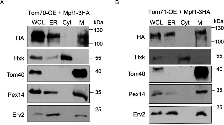 https://cdn.ncbi.nlm.nih.gov/pmc/blobs/20bb/12116889/281d0c4ce47b/44319_2025_440_Fig13_ESM.jpg