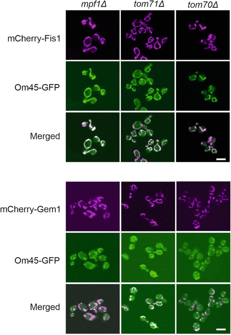 https://cdn.ncbi.nlm.nih.gov/pmc/blobs/20bb/12116889/8bd4a6bd8f6c/44319_2025_440_Fig11_ESM.jpg