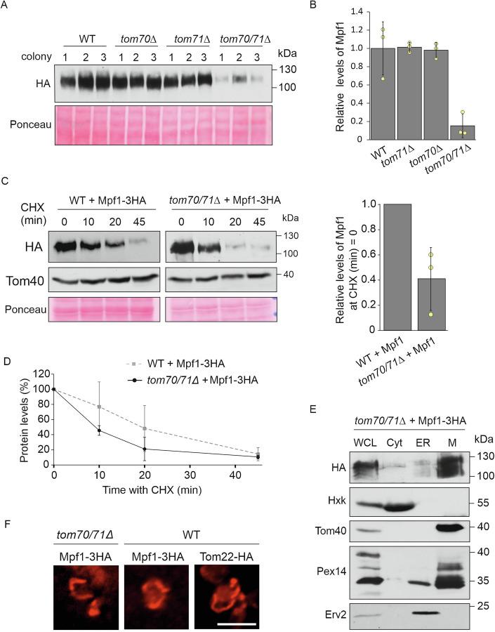 https://cdn.ncbi.nlm.nih.gov/pmc/blobs/20bb/12116889/95860c65be90/44319_2025_440_Fig7_HTML.jpg