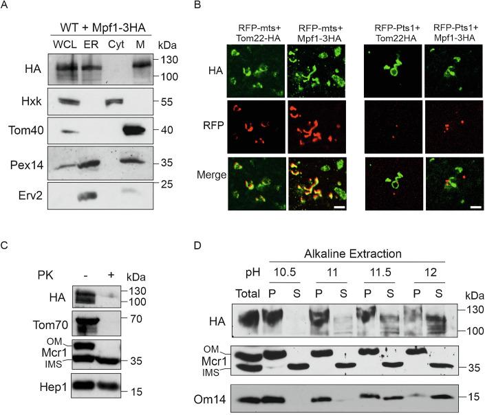 https://cdn.ncbi.nlm.nih.gov/pmc/blobs/20bb/12116889/d3af9a005b90/44319_2025_440_Fig6_HTML.jpg