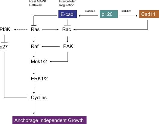 https://cdn.ncbi.nlm.nih.gov/pmc/blobs/20bc/2582886/0e04d67887c4/jcb1830737f08.jpg